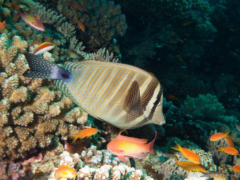 Sailfin tang (Zebrasoma desjardinii)