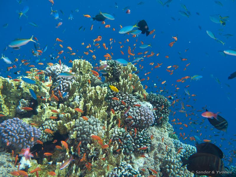 Coral garden