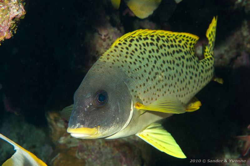 Blackspotted sweetlips (Plectorhinchus gaterinus)