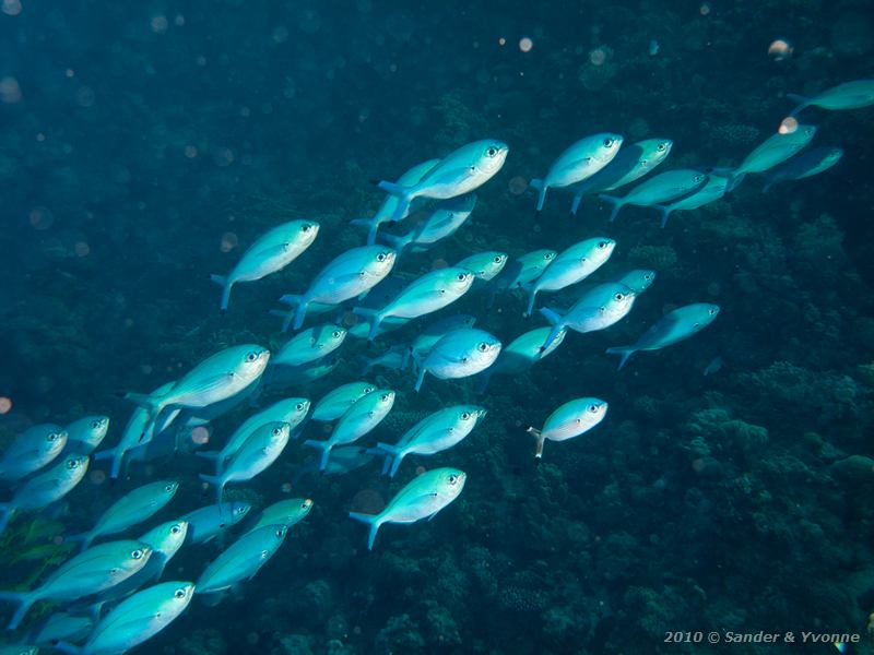 Lunar fusiliers (Caesio lunaris)