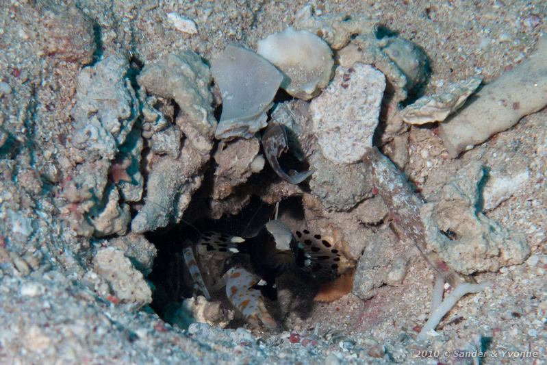 Graceful partner goby (Lotilia graciliosa) with red-spotted snapping shrimp (Alpheus rubromaculatus)