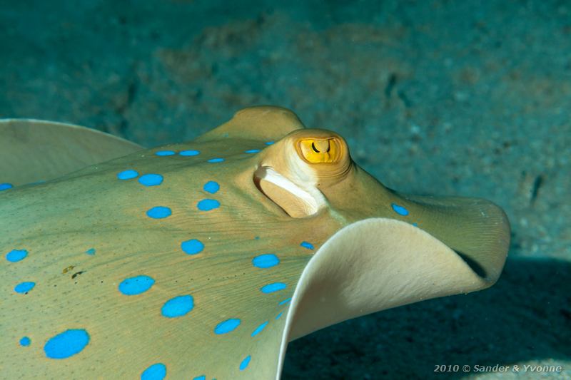 Blue spotted stingray (Taeniura lymma)