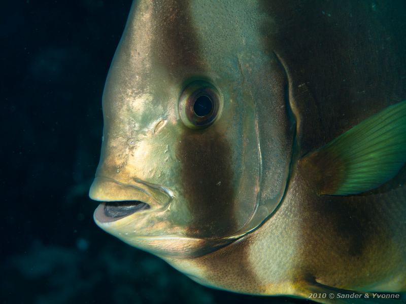 Circular batfish (Platax orbicularis)