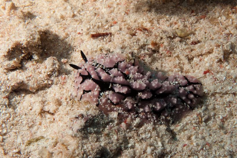 Phyllidia (Phyllidia spp.)