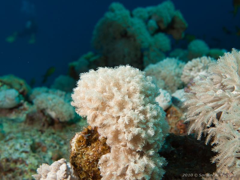 Ostrich feather coral (Xenia spp.)