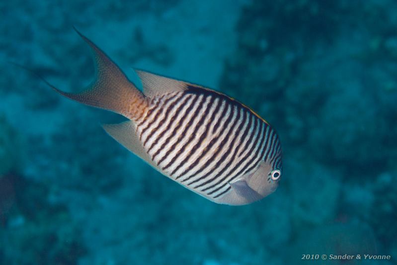 Lyretail angelfish (Genicanthus caudovittatus)
