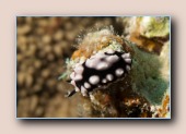 Phyllidia