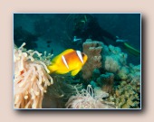 Rode Zee anemoonvis