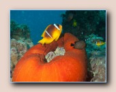 Rode Zee anemoonvis