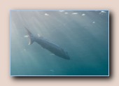 Grote barracuda