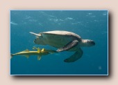 Groene schildpad en zuigvissen