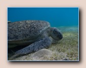 Groene schildpad