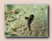 Gewone krokodilvis
