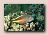 Gevlekte koraalklimmer