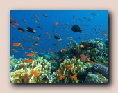 Vooral rode vlaggenbaarzen