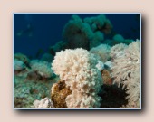 Struisvogel-veerkoraal