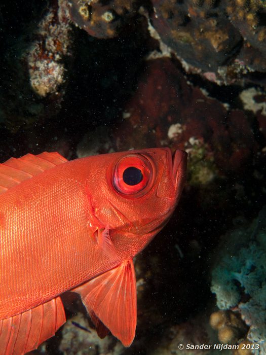 Common bigeye (Priacanthus hamrur) Marsa Shagra, Marsa Alam, Egypt