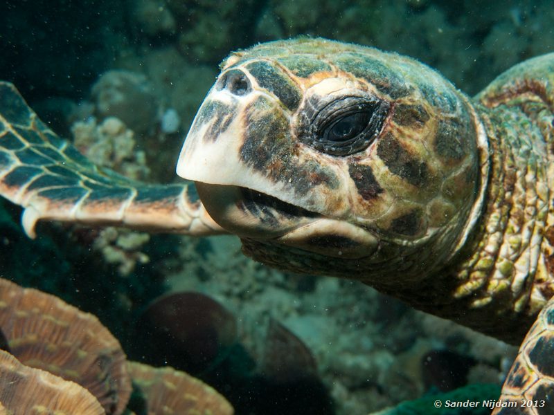 Hawksbill sea turtle (Eretmochelys imbricata) Marsa Shagra, Marsa Alam, Egypt