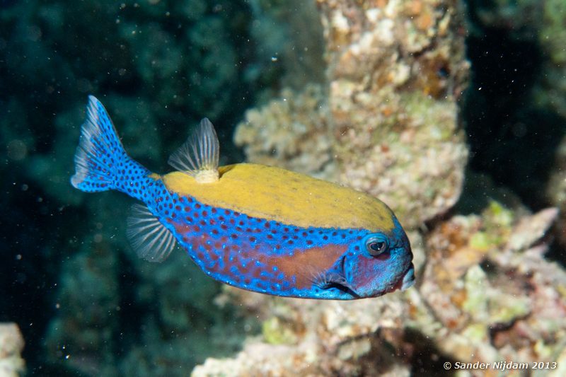 Arabian boxfish (Ostracion cyanurus) Marsa Shagra, Marsa Alam, Egypt