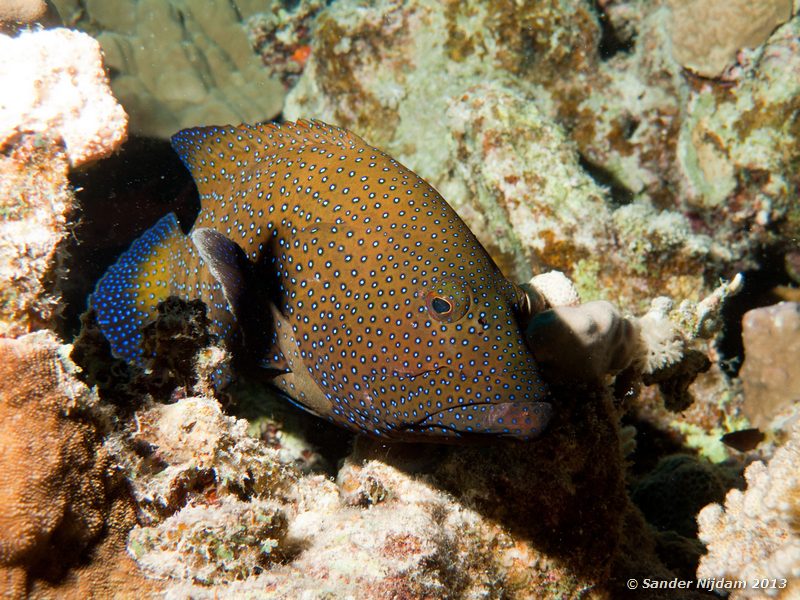 Peacock grouper (Cephalopholis argus) Marsa Shagra, Marsa Alam, Egypt