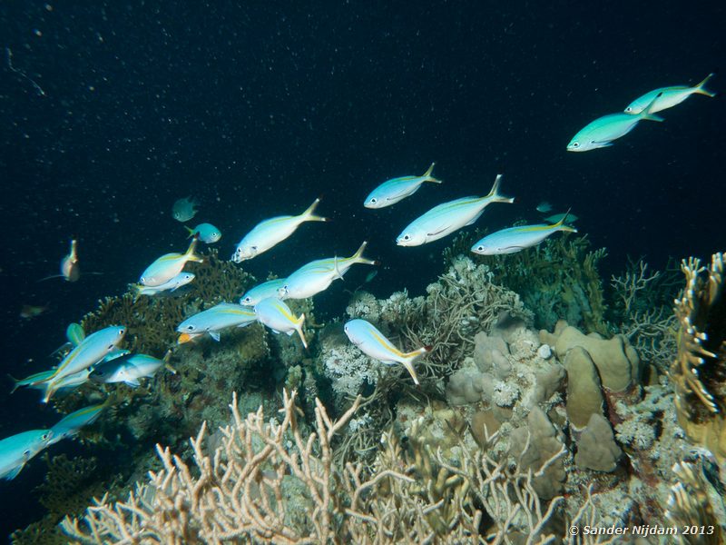 Red Sea fusiliers (Caesio suevica) Marsa Shagra, Marsa Alam, Egypt