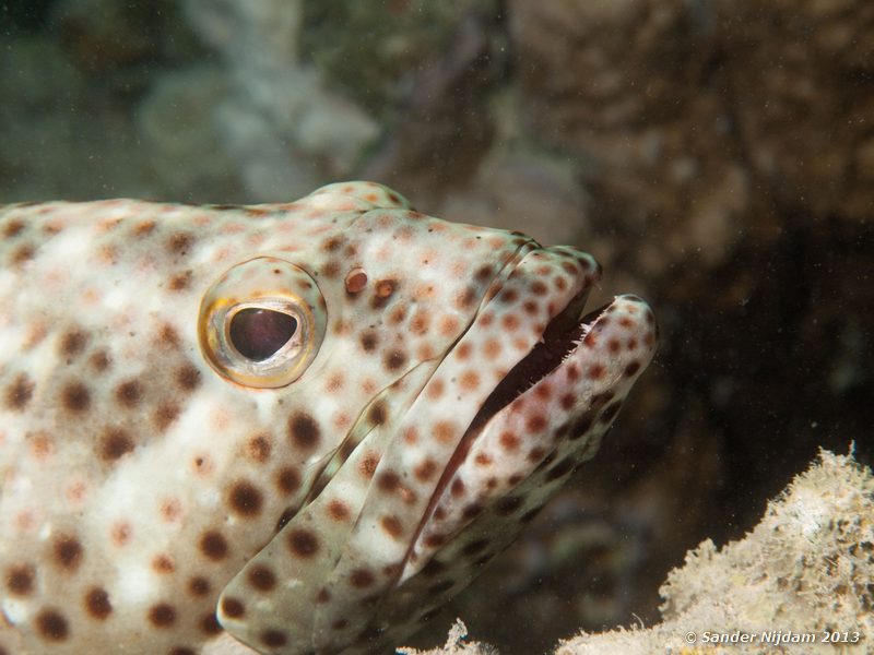 Greasy grouper (Epinephelus tauvina) Marsa Shagra, Marsa Alam, Egypt