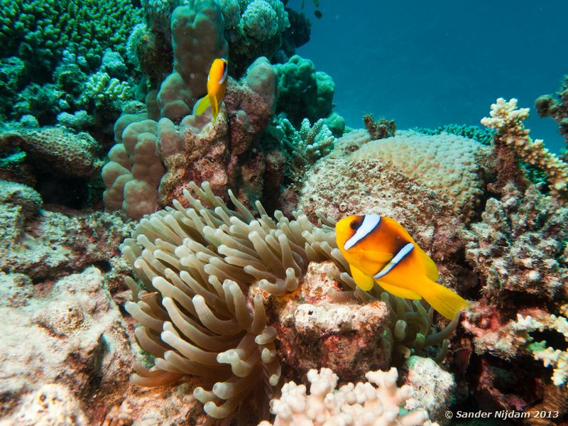 Red sea anemonefish (Amphiprion bicinctus) Marsa Shagra, Marsa Alam, Egypt