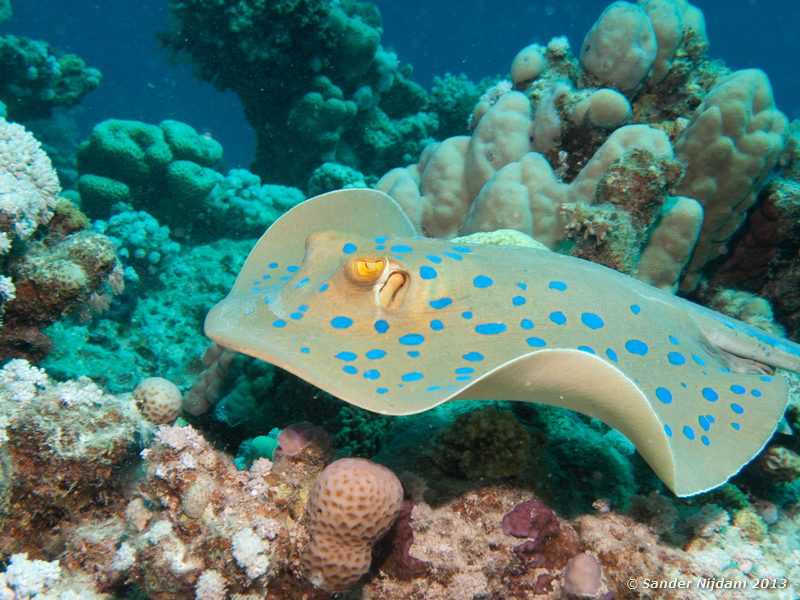 Blue spotted stingray (Taeniura lymma) Marsa Shagra, Marsa Alam, Egypt