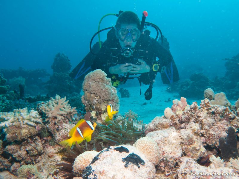 Red sea anemonefish (Amphiprion bicinctus) with Ferdi Marsa Shagra, Marsa Alam, Egypt