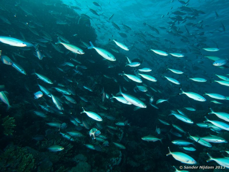 Red Sea fusiliers (Caesio suevica) Marsa Shagra, Marsa Alam, Egypt