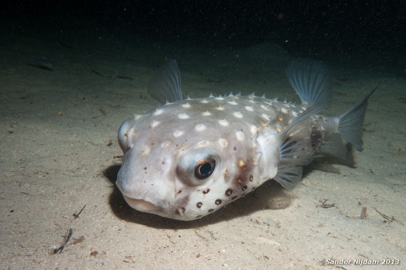 Yellowspotted burrfish (Cyclichthys spilostylus) Marsa Shagra, Marsa Alam, Egypt