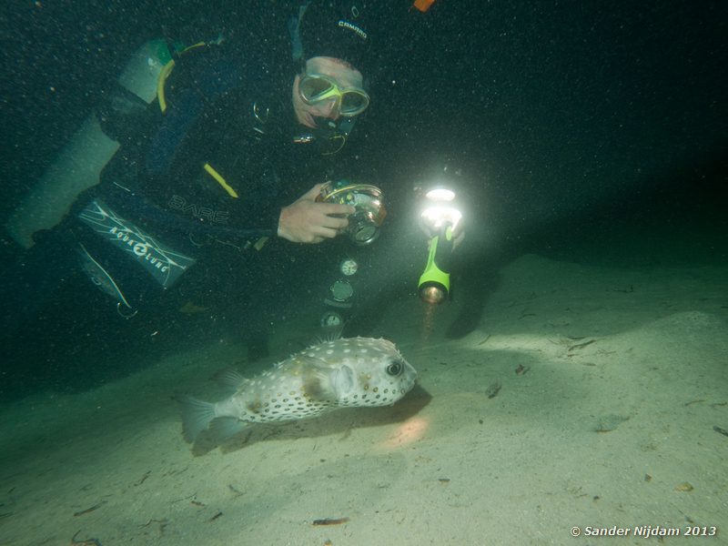 Chris with Yellowspotted burrfish (Cyclichthys spilostylus) Marsa Shagra, Marsa Alam, Egypt