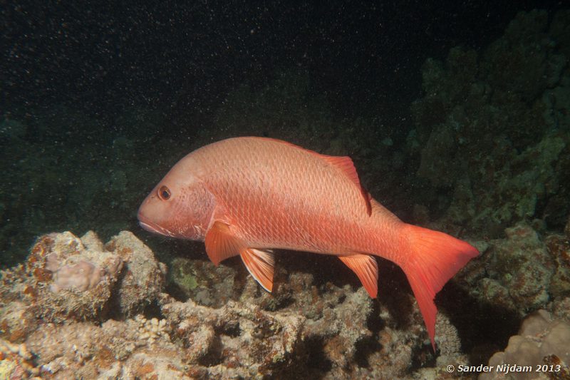 Mangrove snapper (Lutjanus argentimaculatus) Marsa Shagra, Marsa Alam, Egypt