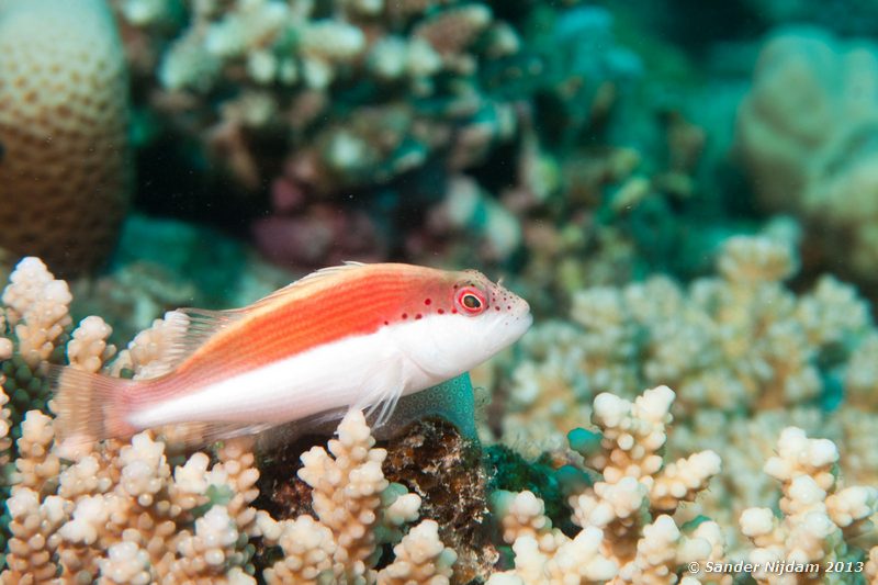 Freckled hawkfish (Paracirrhites forsteri) Marsa Shagra, Marsa Alam, Egypt