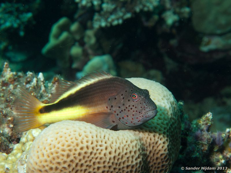 Freckled hawkfish (Paracirrhites forsteri) Marsa Shagra, Marsa Alam, Egypt