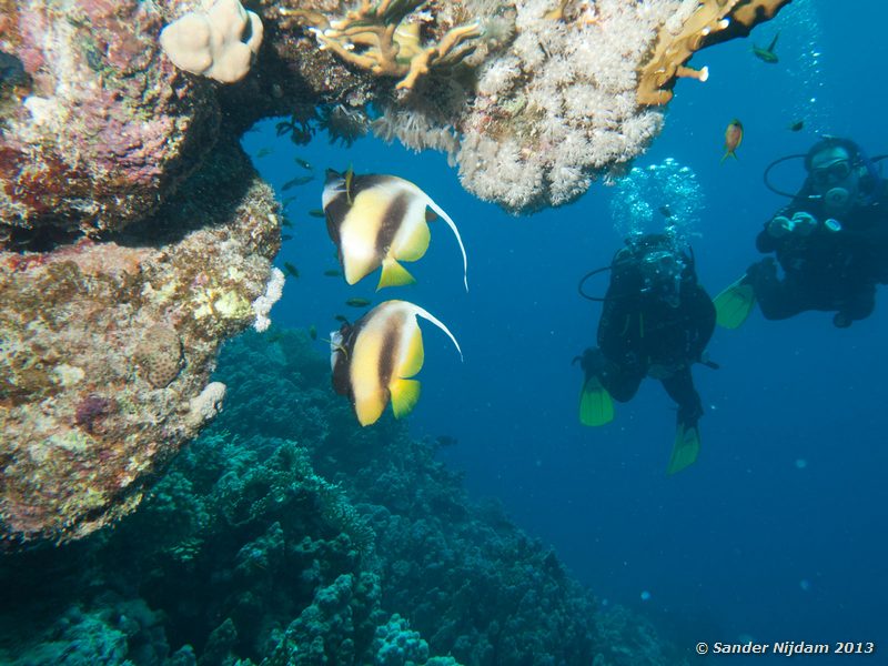 Red sea bannerfish (Heniochus intermedius), Marina and Jose Marsa Shagra, Marsa Alam, Egypt
