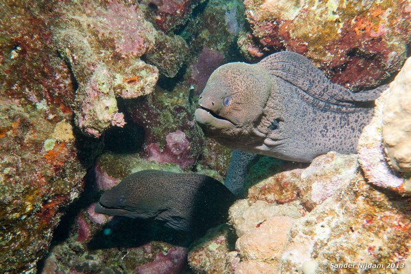 Giant moray (Gymnothorax javanicus) Shaab El Nabaa (Nelson Reef), Marsa Alam, Egypt