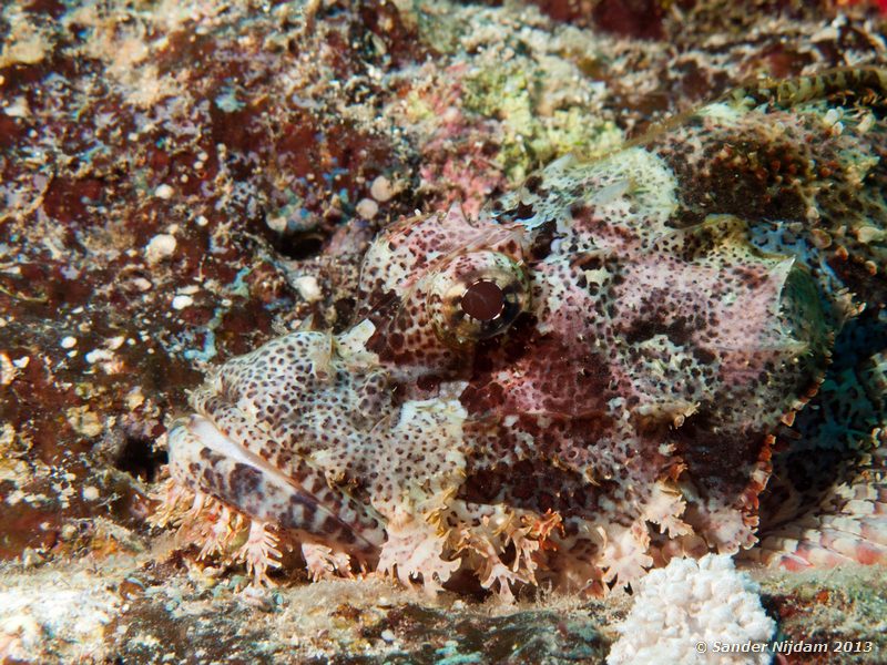 Flathead scorpionfish (Scorpaenopsis oxycephalus) Shaab El Nabaa (Nelson Reef), Marsa Alam, Egypt