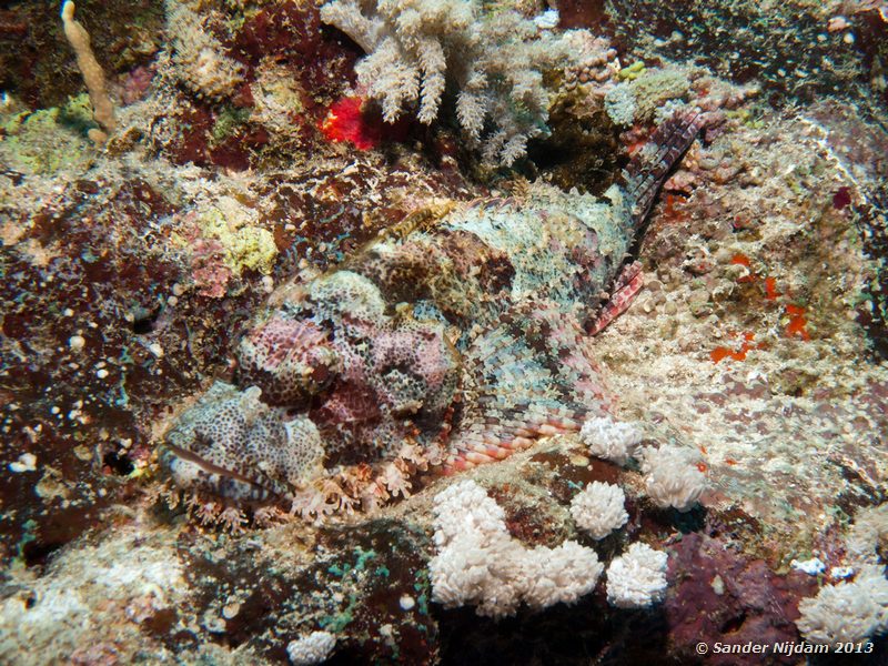 Flathead scorpionfish (Scorpaenopsis oxycephalus) Shaab El Nabaa (Nelson Reef), Marsa Alam, Egypt