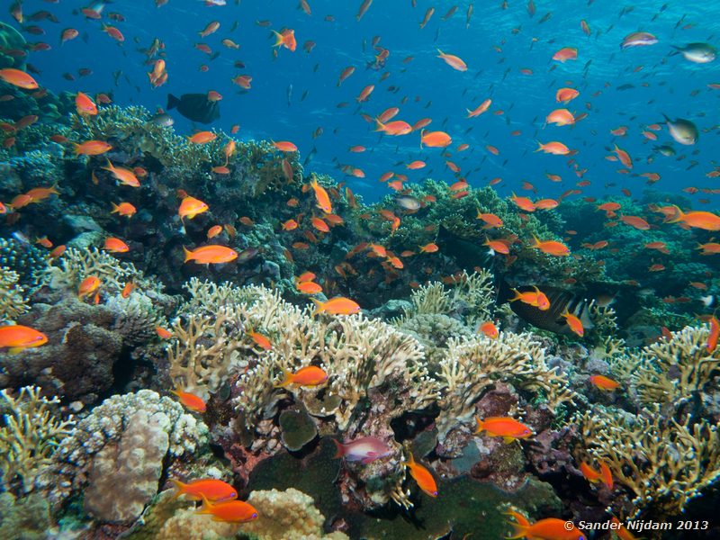 Jewel fairy basslets (Pseudanthias squamipinnis) Shaab El Nabaa (Nelson Reef), Marsa Alam, Egypt