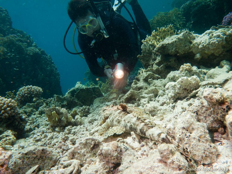 Chris with Carpet flathead (Papilloculiceps longiceps) Ras Samadai, Marsa Alam, Egypt