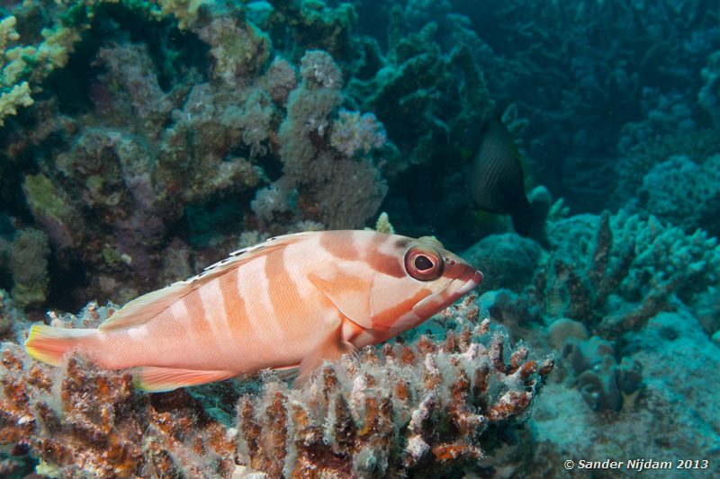 Blacktip grouper (Epinephelus fasciatus) Marsa Shagra, Marsa Alam, Egypt