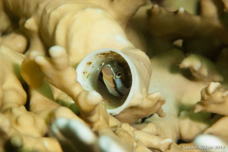 Scale-eating sabretooth blenny (Plagiotremus tapeinosoma) Marsa Shagra, Marsa Alam, Egypt