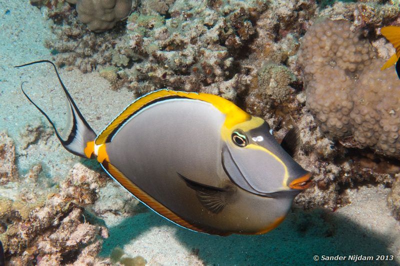 Orangespine unicornfish (Naso elegans) Marsa Shagra, Marsa Alam, Egypt