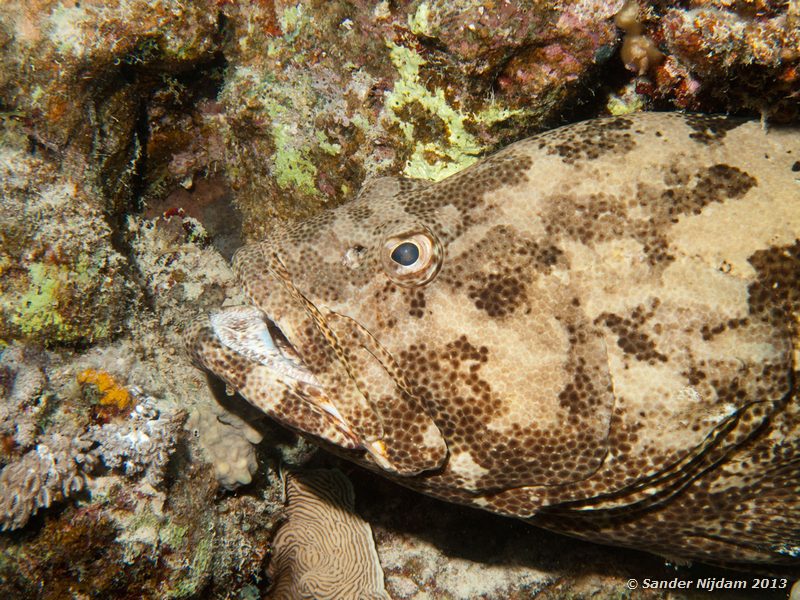 Brown-marbled grouper (Epinephelus fuscoguttatus) Marsa Shagra, Marsa Alam, Egypt