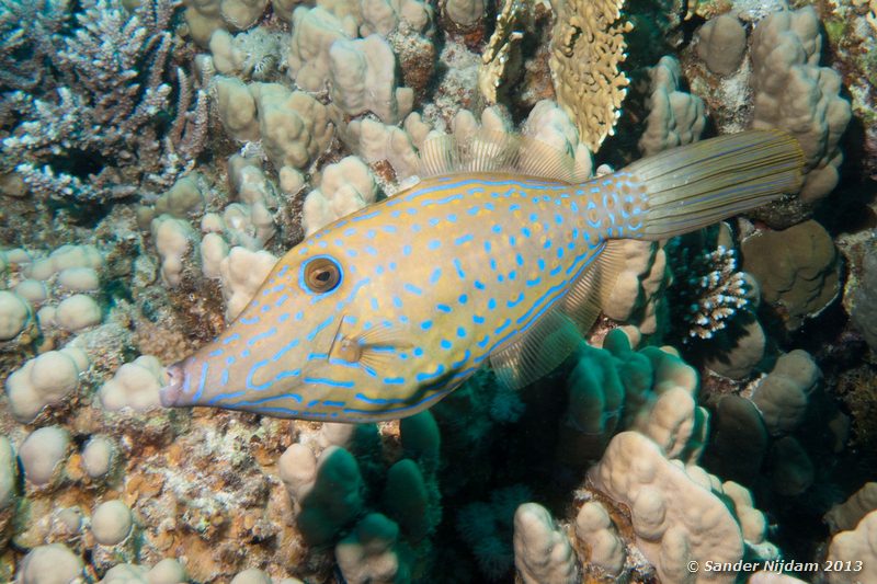 Scribbled filefish (Aluterus scriptus) Marsa Shagra, Marsa Alam, Egypt