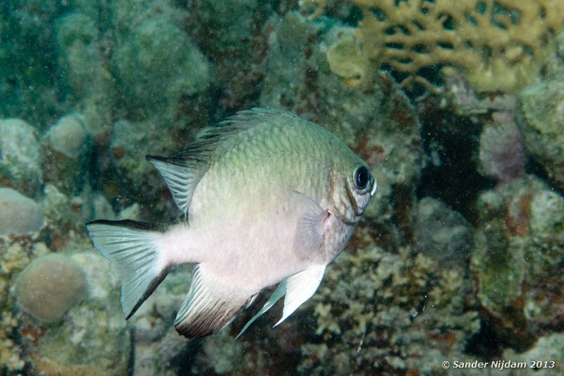 Yellowbelly damselfish (Amblyglyphidodon locogaster) Marsa Shagra, Marsa Alam, Egypt