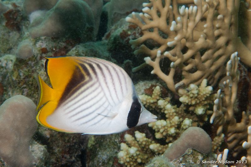 Threadfin butterflyfish (Chaetodon auriga) Marsa Shagra, Marsa Alam, Egypt