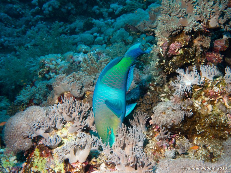 Rusty parrotfish (Scarus ferrugineus) Elphinstone reef, Marsa Alam, Egypt