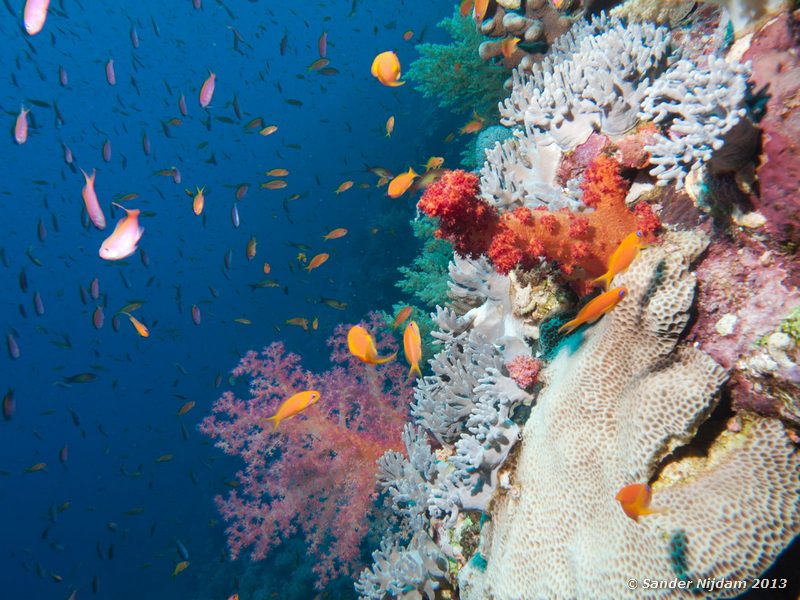Jewel fairy basslets (Pseudanthias squamipinnis) and soft coral Elphinstone reef, Marsa Alam, Egypt